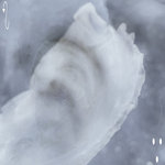 pearl shell ⋆ cloud jump